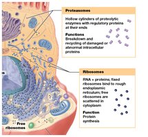 Proteasomes and ribosomes in a model cell