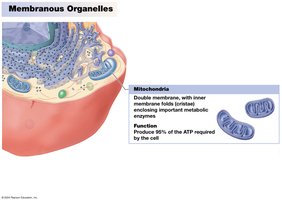 Mitochondria structure and function