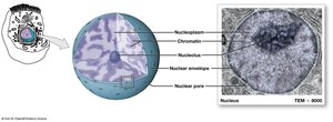 Nucleus structure and important nuclear structures