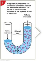 Osmosis at equilibrium