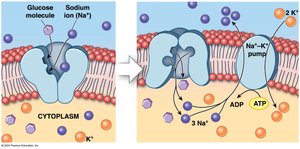Secondary active transport of glucose and sodium