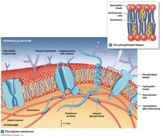 The plasma membrane and phospholipid bilayer