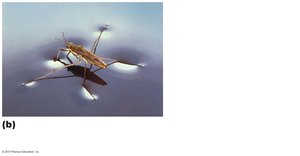 Water strider walking on water due to surface tension from hydrogen bonds