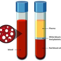 Centrifuged blood showing plasma, buffy coat, and erythrocytes
