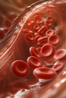 Red blood cells in a blood vessel, showing biconcave shape