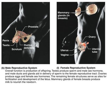 Male and female reproductive systems