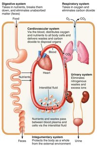 Interrelationships among body organ systems