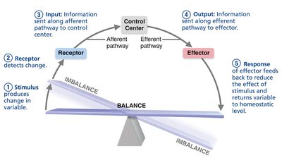 Homeostatic control system: response restores balance