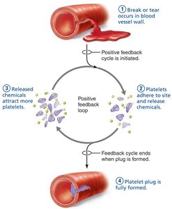 Positive feedback: platelet plug formation step 4