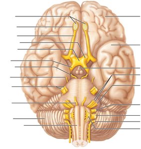 Location and function of cranial nerves on the brain