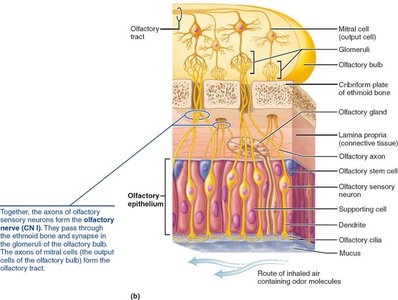 Olfactory nerve and olfactory epithelium