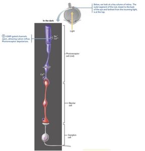 Visual pathway of the optic nerve