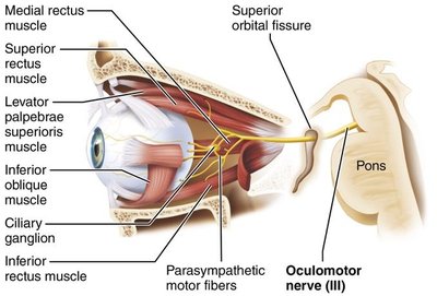 Oculomotor nerve and eye muscles