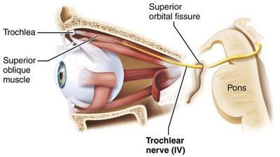 Trochlear nerve and superior oblique muscle