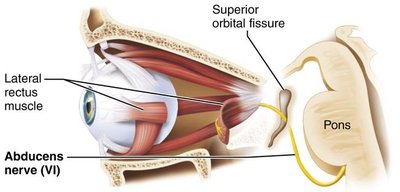 Abducens nerve and lateral rectus muscle