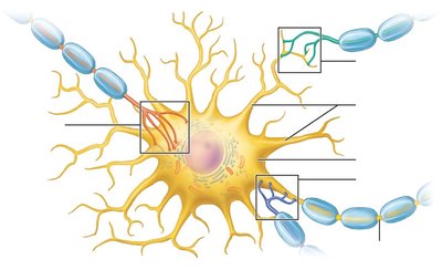 Diagram of neuron with labeled synapses