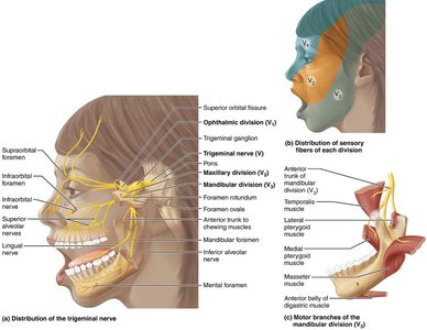 Distribution of trigeminal nerve branches