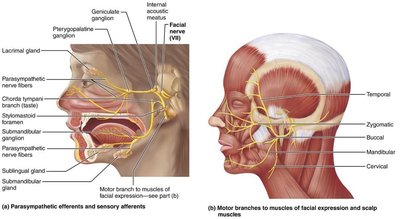 Facial nerve branches and innervation