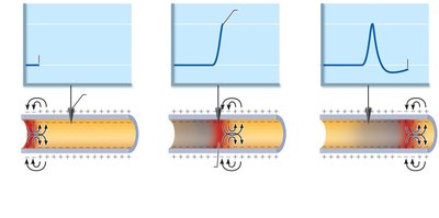 Propagation of an action potential along a neuron