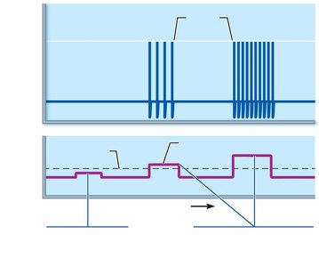 Relationship between stimulus strength and action potential frequency