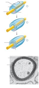 Myelination of a peripheral nerve fiber by Schwann cells