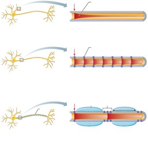 Comparison of action potential propagation in nonmyelinated and myelinated axons