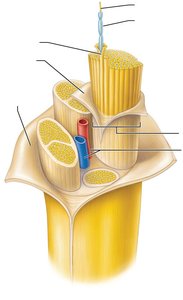 Structure of a peripheral nerve with labeled connective tissue layers