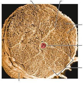 Cross-section of a peripheral nerve showing fascicles and blood vessels