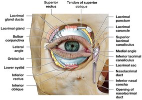 Lacrimal apparatus organization