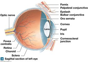 Sagittal section of the left eye