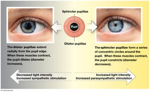 Pupillary muscles