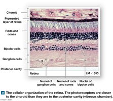Histological section of the retina