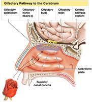Olfactory pathway to the cerebrum