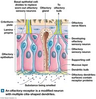 Olfactory receptor structure