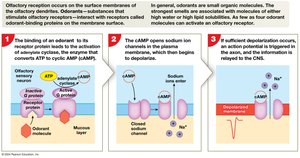 Steps of olfactory reception