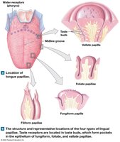 Types and locations of lingual papillae
