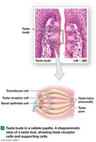 Taste bud structure in vallate papilla