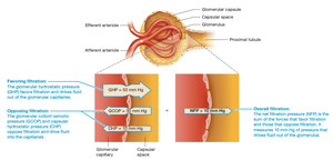 Net filtration pressure in the glomerular capillaries