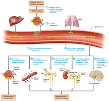Renin-angiotensin-aldosterone system
