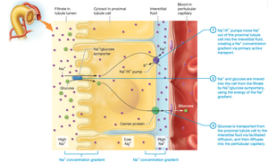 Glucose reabsorption in the proximal tubule