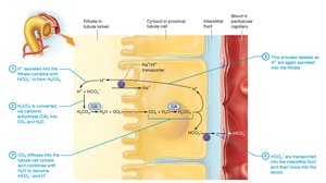 Bicarbonate ion reabsorption in the proximal tubule