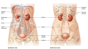 Anterior and posterior views of the urinary system, showing kidneys, ureters, bladder, and associated structures