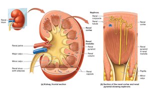 Frontal section of the kidney showing cortex, medulla, pyramids, and nephron location