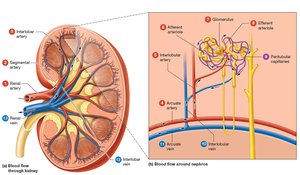 Blood flow through the kidney and nephron