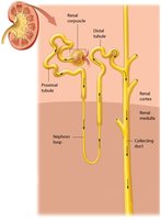 Diagram of the nephron showing renal corpuscle, tubules, and collecting duct