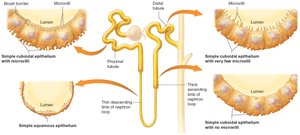 Histological features of nephron tubule segments
