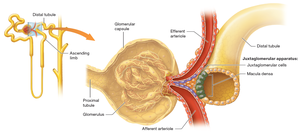Juxtaglomerular apparatus structure and location