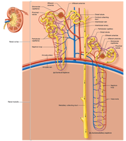 Cortical and juxtamedullary nephrons
