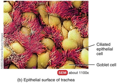 Epithelial surface of trachea with ciliated cells and goblet cells