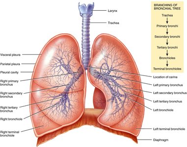 Branching of the bronchial tree and pleural membranes